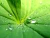 Drops 010